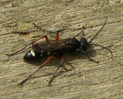 Cryptocheilus versicolor