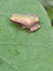 Hyla avivoca