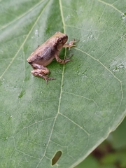 Hyla avivoca