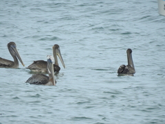 Pelecanus occidentalis