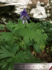 Aconitum noveboracense