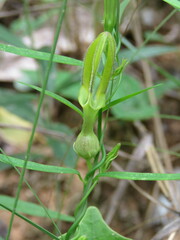 Ceropegia sootepensis