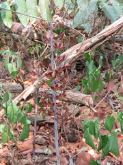 Eulophia macrobulbon
