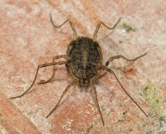 Odiellus lendlii