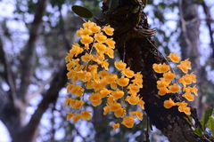 Dendrobium lindleyi
