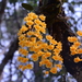 Dendrobium lindleyi - Photo (c) Wangworn, some rights reserved (CC BY-NC), uploaded by Wangworn