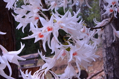 Dendrobium draconis