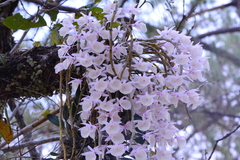 Dendrobium polyanthum
