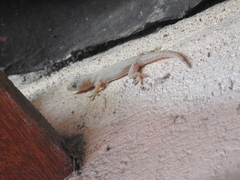 Hemidactylus frenatus