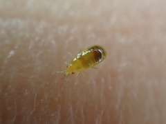 Cimicoidea