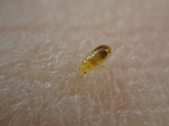 Cimicoidea