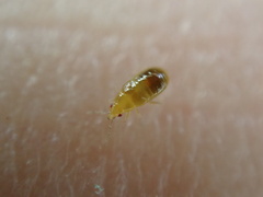 Cimicoidea