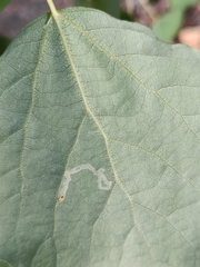 Aulagromyza tremulae