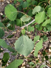 Aulagromyza tremulae