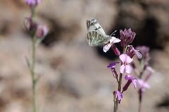 Euchloe eversi