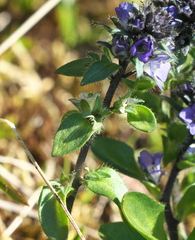 Veronica wormskjoldii