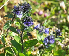 Veronica wormskjoldii