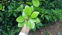 Daphniphyllum calycinum
