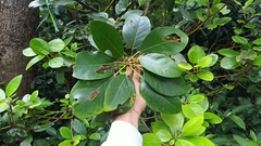 Daphniphyllum calycinum