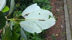 Daphniphyllum calycinum