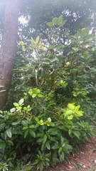 Daphniphyllum calycinum