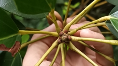 Daphniphyllum calycinum