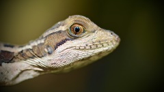 Basiliscus vittatus