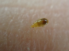 Cimicoidea