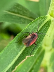 Lopidea instabilis