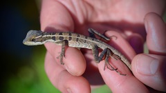 Basiliscus vittatus