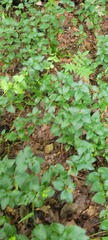 Vinca major