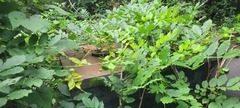 Wisteria sinensis