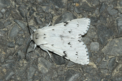 Acronicta leporina