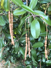 Capparis cynophallophora