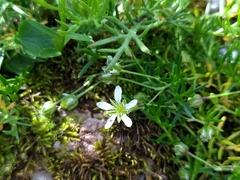 Moehringia ciliata