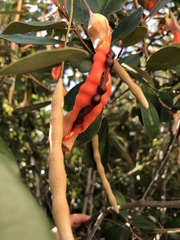 Capparis cynophallophora