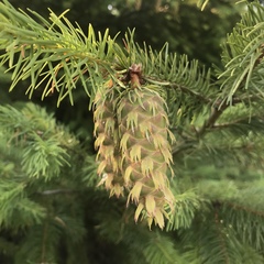 Pseudotsuga menziesii