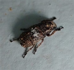 Toxonotus cornutus