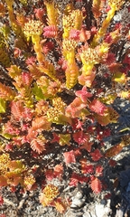 Crassula subulata fastigiata