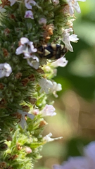 Liocoris tripustulatus