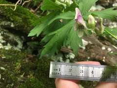 Aconitum noveboracense