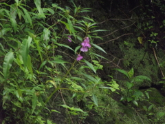 Impatiens balsamina