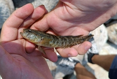 Gobius ophiocephalus