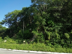 Cissus erosa