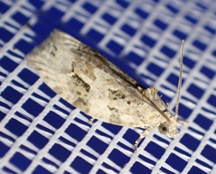 Apotomis lineana