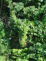 Cissus erosa