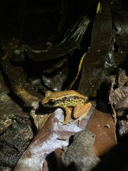 Eleutherodactylus richmondi