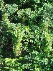 Cissus erosa