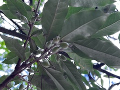 Elaeagnus grandifolia