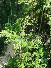 Cissus erosa